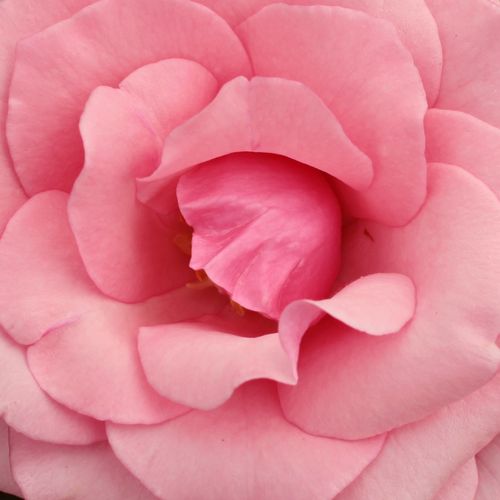 Rosa Carina® - trandafir cu parfum intens - Trandafir copac cu trunchi înalt - cu flori teahibrid - roz - Alain Meilland - coroană dreaptă - Flori frumoase, durabile, soi potrivit ca trandafiri de tăiat.